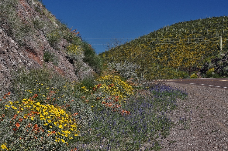 wildflowers